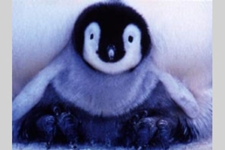 皇帝ペンギン メイン画像