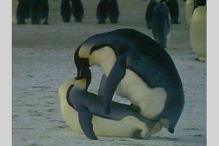 童貞ペンギン メイン画像