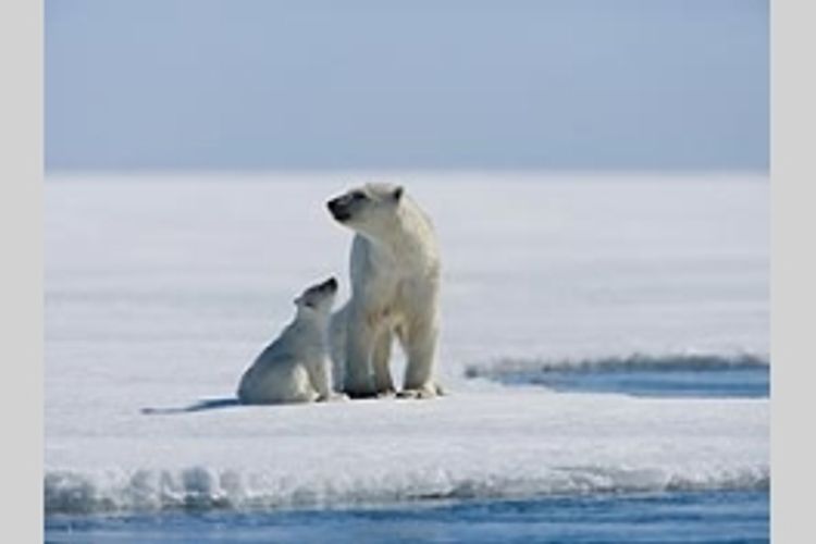 北極のナヌー メイン画像