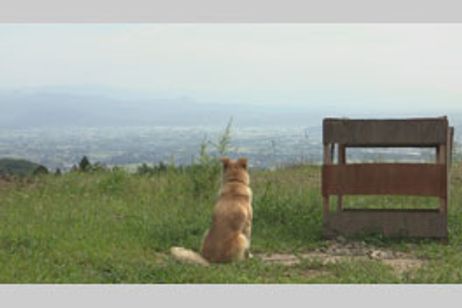 犬と猫と人間と2 動物たちの大震災