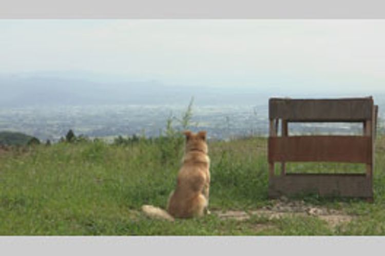 犬と猫と人間と2 動物たちの大震災 メイン画像