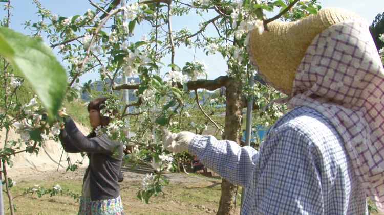 米崎町りんご農家の記録 メイン画像