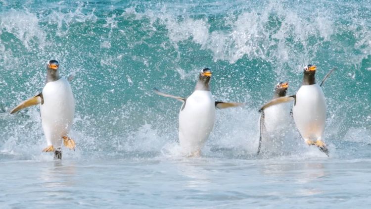 驚き！海の生きもの超伝説 劇場版ダーウィンが来た！ メイン画像