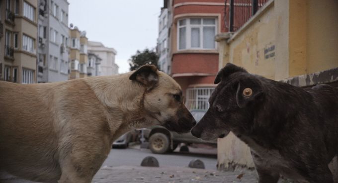 ストレイ　犬が見た世界