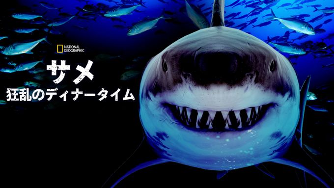サメ：狂乱のディナータイム
