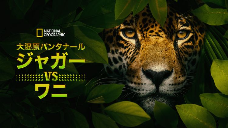 大湿原パンタナール：ジャガー vs ワニ メイン画像