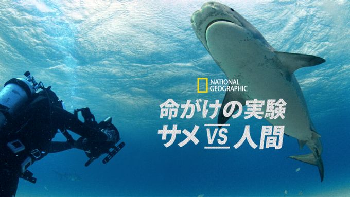 命がけの実験：サメ vs 人間