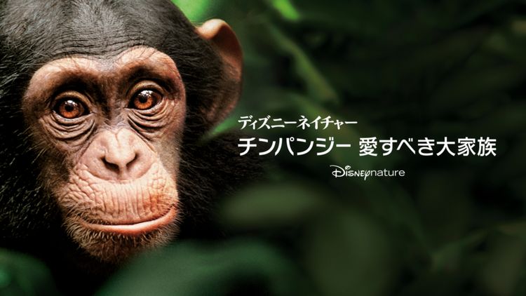 ディズニーネイチャー／チンパンジー 愛すべき大家族 メイン画像