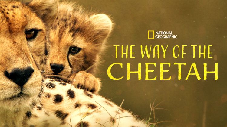 The Way of the Cheetah メイン画像