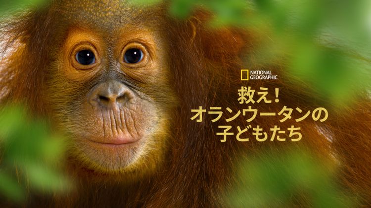 Operation Orangutan メイン画像