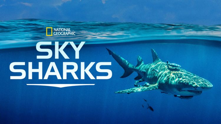 Sky Sharks メイン画像