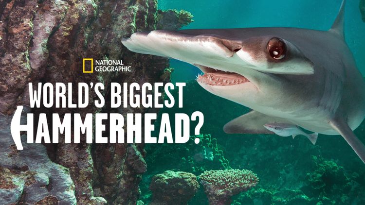 World's Biggest Hammerhead? メイン画像