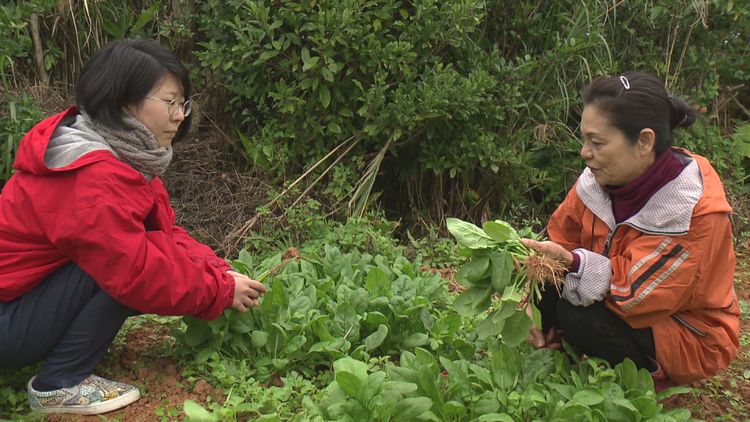 ちむぐりさ 菜の花の沖縄日記 画像3