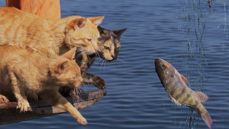 劇場版 岩合光昭の世界ネコ歩き　あるがままに、水と大地のネコ家族 画像15