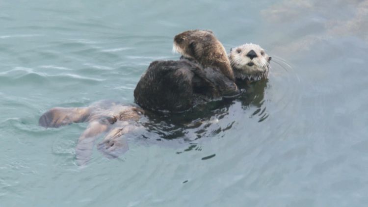 驚き！海の生きもの超伝説 劇場版ダーウィンが来た！ 画像2