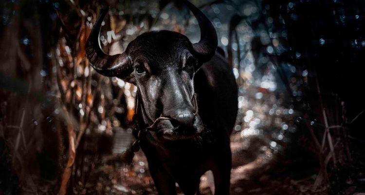 ジャッリカットゥ 牛の怒り 画像6