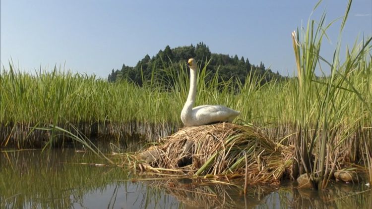 私は白鳥 画像3