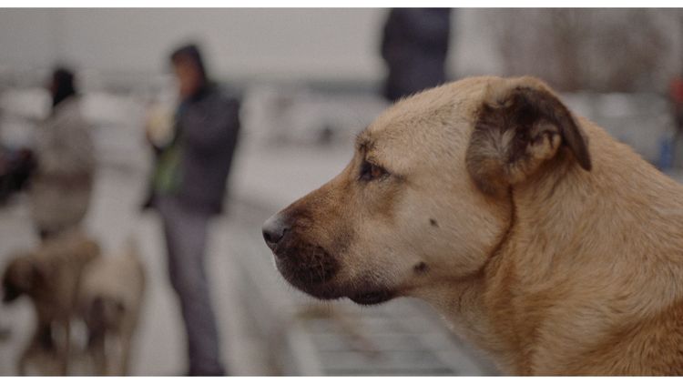 ストレイ　犬が見た世界 画像2