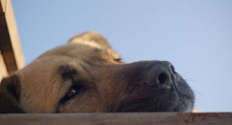 ストレイ　犬が見た世界 画像15