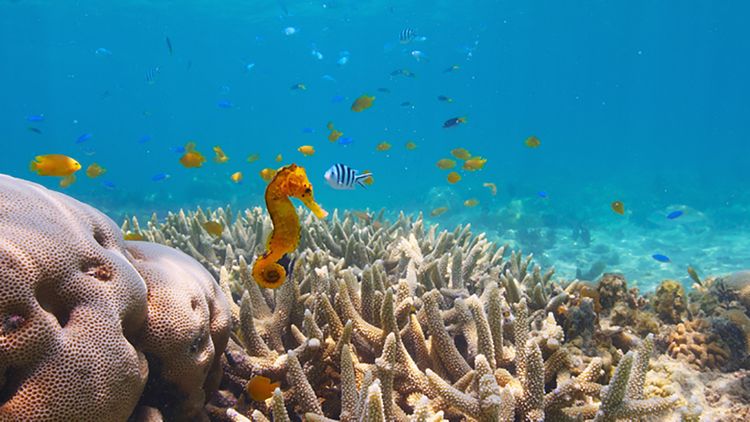 パフ －サンゴ礁の神秘－ 画像2