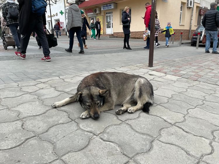 犬と戦争 ウクライナで私が見たこと 画像3