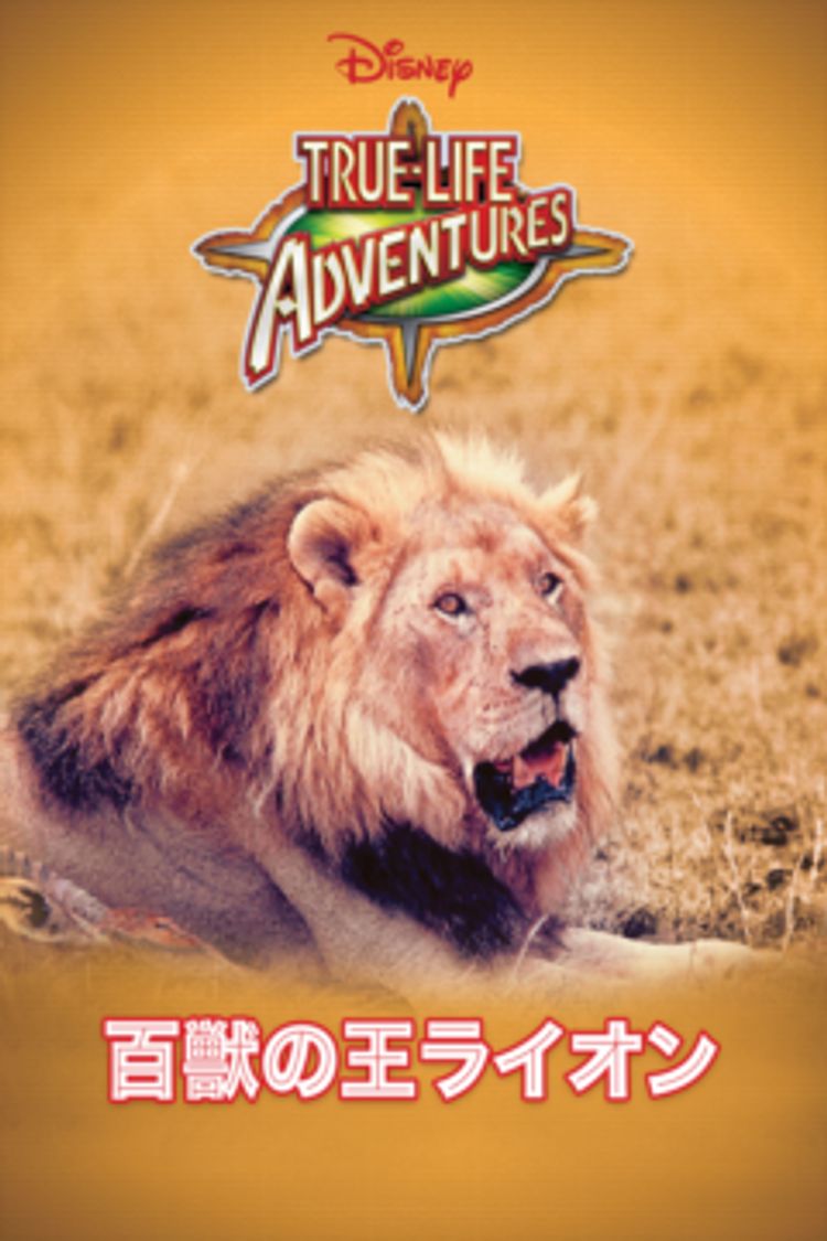 百獣の王ライオン ポスター画像