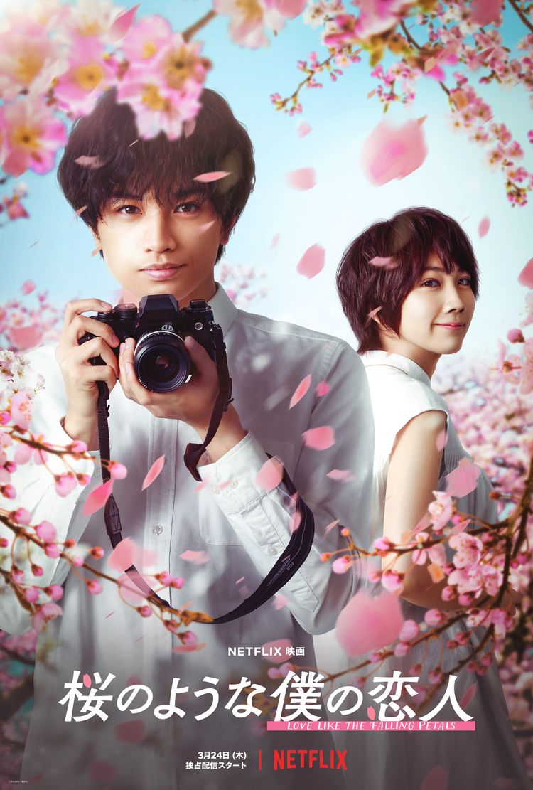 桜のような僕の恋人 ポスター画像