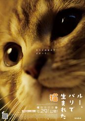 ルー、パリで生まれた猫