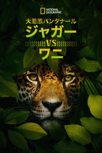 大湿原パンタナール：ジャガー vs ワニ