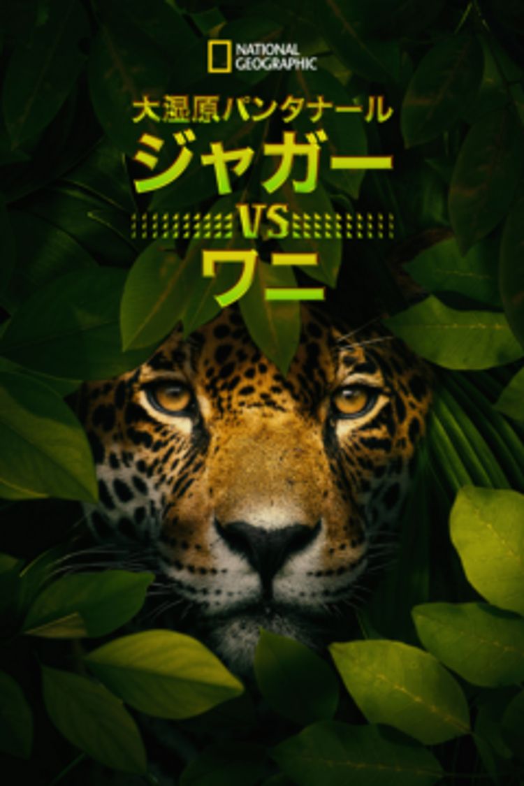 大湿原パンタナール：ジャガー vs ワニ ポスター画像