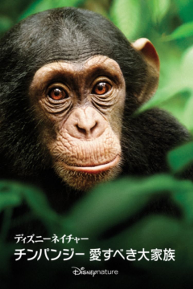 ディズニーネイチャー／チンパンジー 愛すべき大家族 ポスター画像