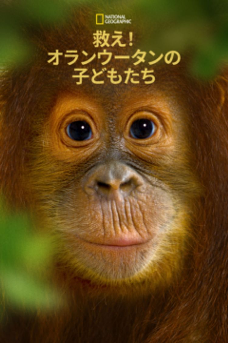 Operation Orangutan ポスター画像