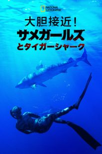 大胆接近！サメガールズとタイガーシャーク