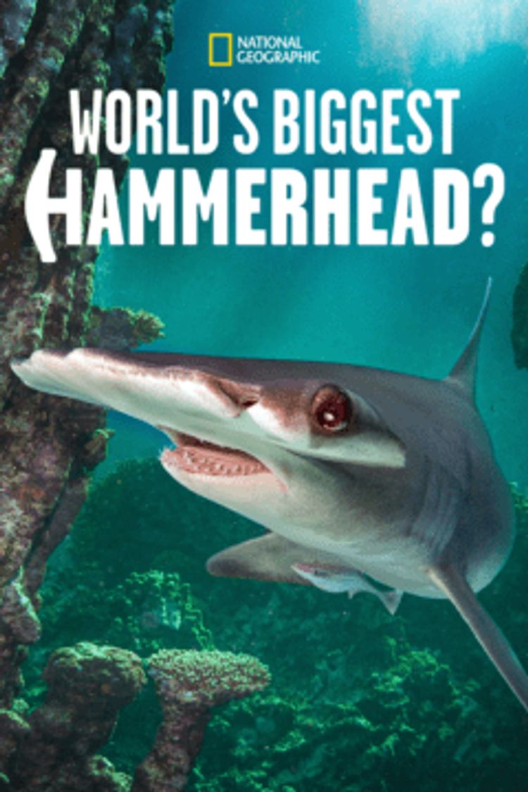 World's Biggest Hammerhead? ポスター画像