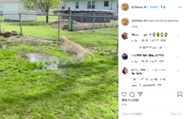 投稿された動画では白い犬が大はしゃぎで水遊び