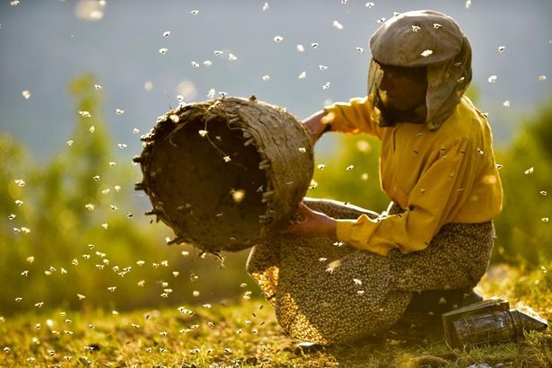 孤立した山岳地帯で自然養蜂を営む女性を3年、実に400時間以上にわたって撮影した『ハニーランド　永遠の谷』