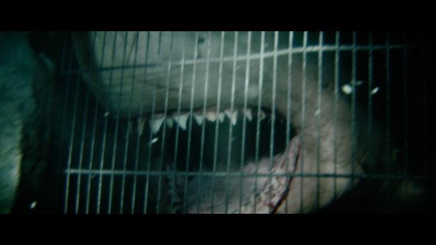 【写真を見る】極悪な歯がズラリ…迫力も申し分なし！『海底47m 古代マヤの死の迷宮』のほか、サメ映画のスチールを一挙掲載