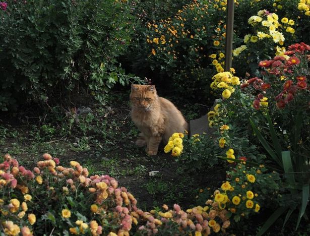 花と緑に囲まれたネコの凛とした佇まい