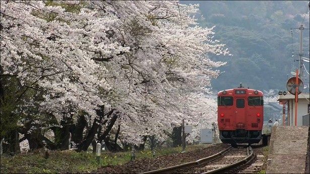 咲き誇る桜とJR山陰本線、日本ならではの美しさに心惹かれる！