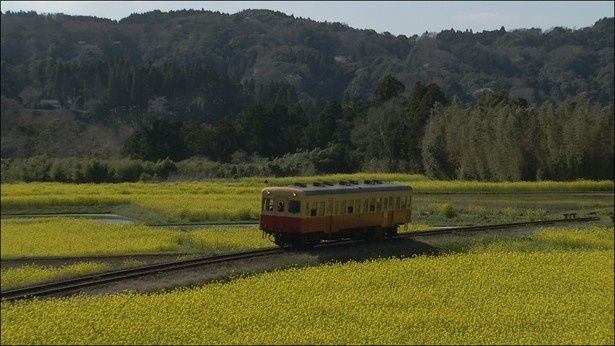 あたり一面の菜の花畑と千葉県市原市を走る小湊鐵道
