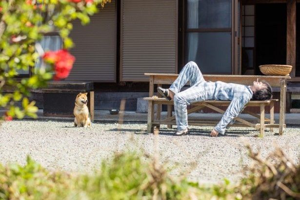 【写真を見る】ころんとした柴犬のお座りポーズに癒される！