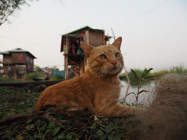 【写真を見る】ミャンマーで暮らすネコちゃんのナチュラルな姿に癒される…