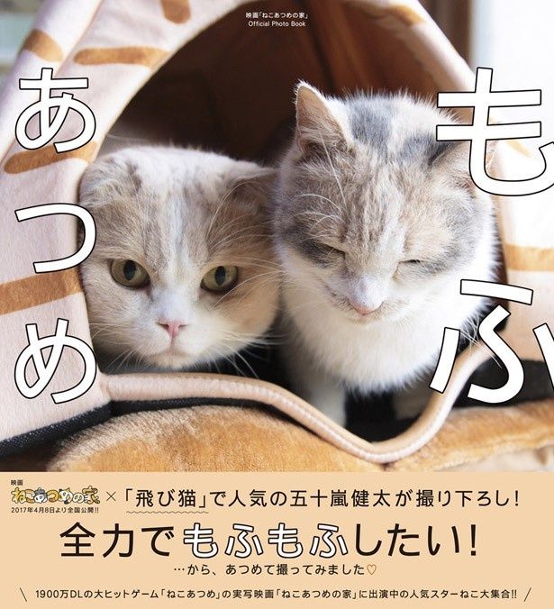 「もふあつめ ～映画『ねこあつめの家』Official Photo Book～」は発売中