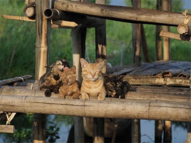【写真を見る】ミャンマーのインレー湖上で暮らすネコたち(『岩合光昭の世界ネコ歩き あるがままに、水と大地のネコ家族』)