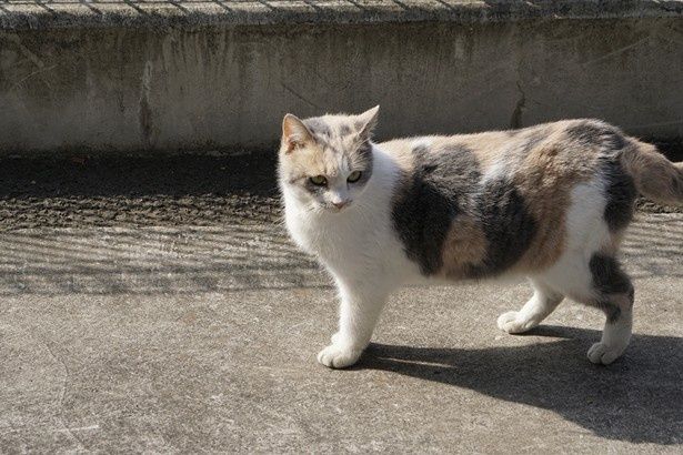 “大御所”女優猫の三毛猫ドロップの新カットが解禁！