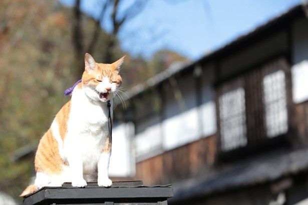 「猫忍」では父上と名付けられ、若手忍者の陽炎太と生活を共にする