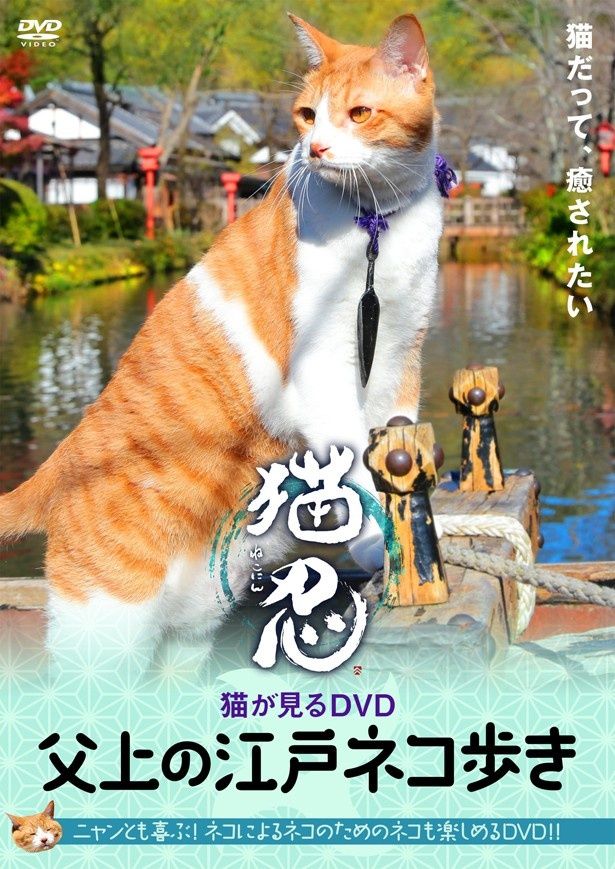 「猫忍 猫がみるDVD 父上の江戸ネコ歩き」は、4月19日(水)にローソン、HMV(一部店舗を除く)で先行発売