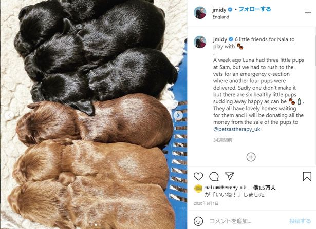 昨年5月に、ルポのきょうだい犬ルナが6頭の子犬を出産した