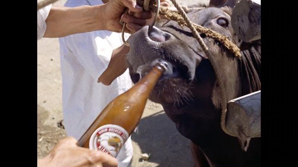 肉の質を上げるため牛がビールを飲まされる場面も(『世界残酷物語』)