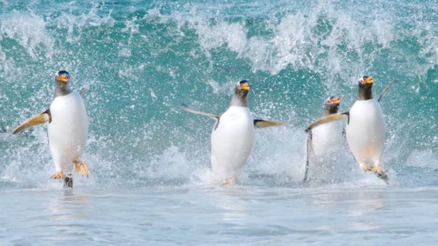 猛ダッシュしてヒナに走り方を教えるジェンツーペンギン